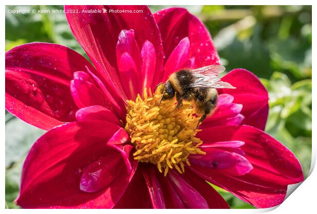 Bumble Bee enjoying a feast of pollen Print by Kevin White