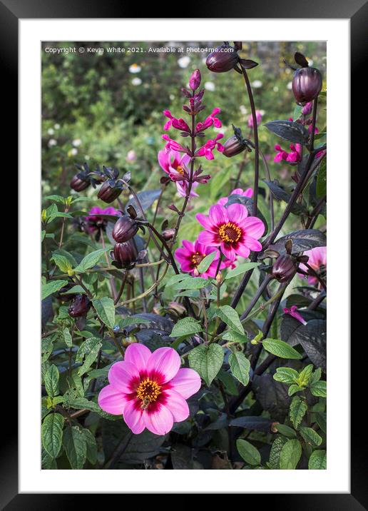Dahlia Framed Mounted Print by Kevin White