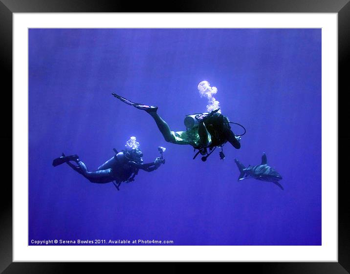 Divers Photographing an Oceanic Whitetip Shark, Re Framed Mounted Print by Serena Bowles