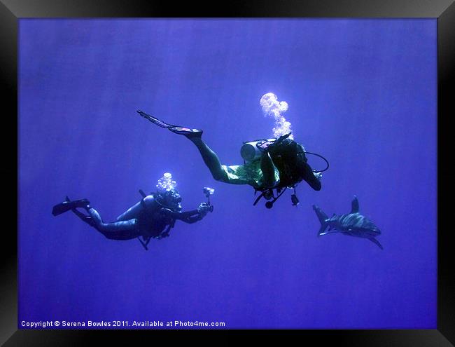 Divers Photographing an Oceanic Whitetip Shark, Re Framed Print by Serena Bowles