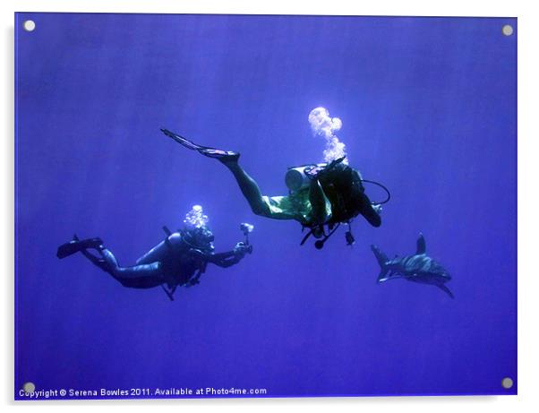 Divers Photographing an Oceanic Whitetip Shark, Re Acrylic by Serena Bowles