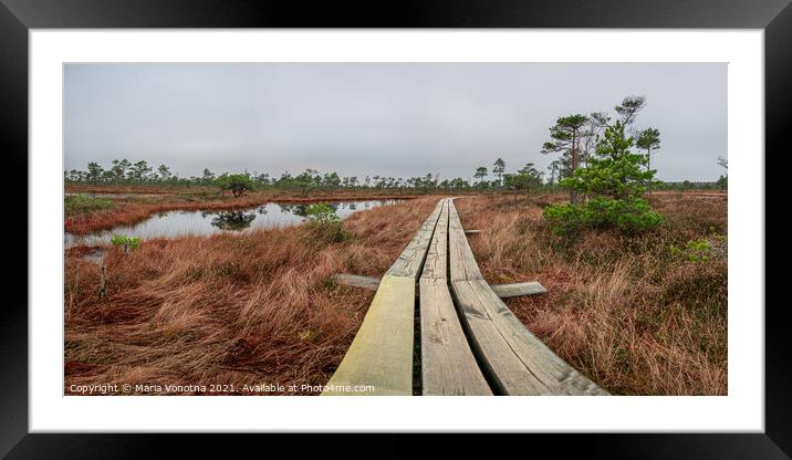 Bog with wooden path, small ponds and pine tree Framed Mounted Print by Maria Vonotna
