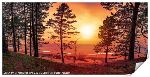 Colorful sunset over sea with pine trees silhouett Print by Maria Vonotna