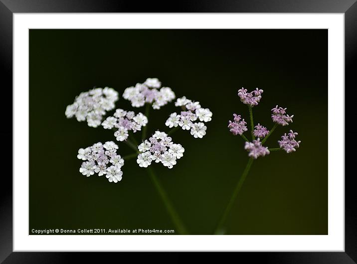 Burnet-Saxifrage Framed Mounted Print by Donna Collett