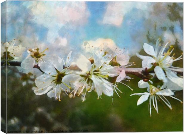  Hawthorn blossoms  Canvas Print by Antoinette B