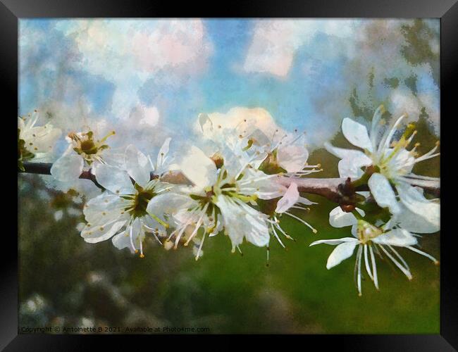  Hawthorn blossoms  Framed Print by Antoinette B