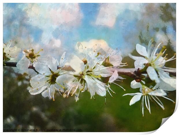  Hawthorn blossoms  Print by Antoinette B