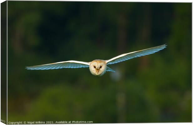 Barn Owl in Flight Canvas Print by Nigel Wilkins