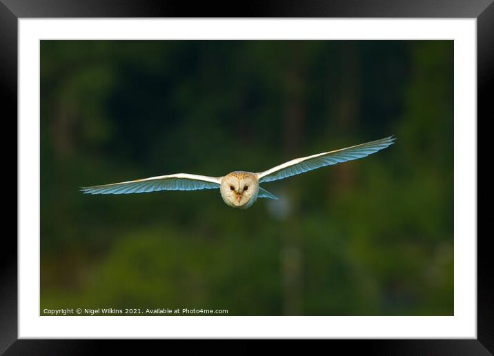 Barn Owl in Flight Framed Mounted Print by Nigel Wilkins