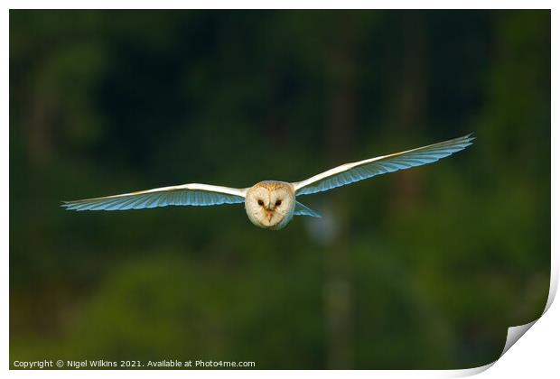 Barn Owl in Flight Print by Nigel Wilkins