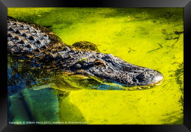 Large Powerful Alligator Framed Print by William Perry