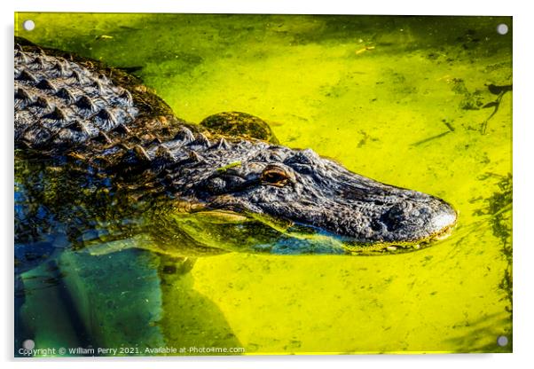 Large Powerful Alligator Acrylic by William Perry