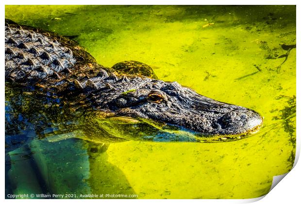 Large Powerful Alligator Print by William Perry