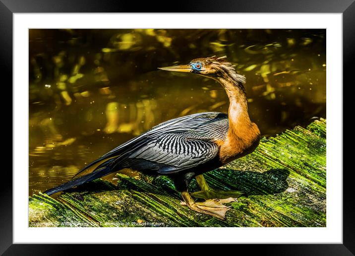 American Anhinga Darter Water Bird  Framed Mounted Print by William Perry