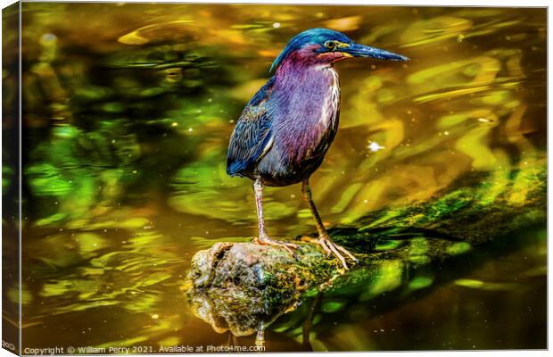 Green Heron Looking For Fish Florida Canvas Print by William Perry