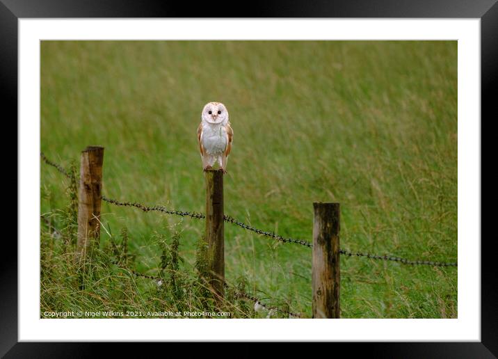 Barn Owl Framed Mounted Print by Nigel Wilkins