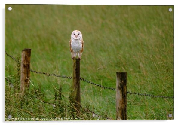 Barn Owl Acrylic by Nigel Wilkins