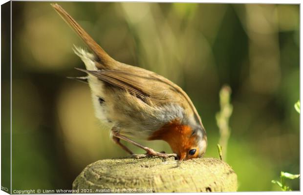 Robin red breast Canvas Print by Liann Whorwood