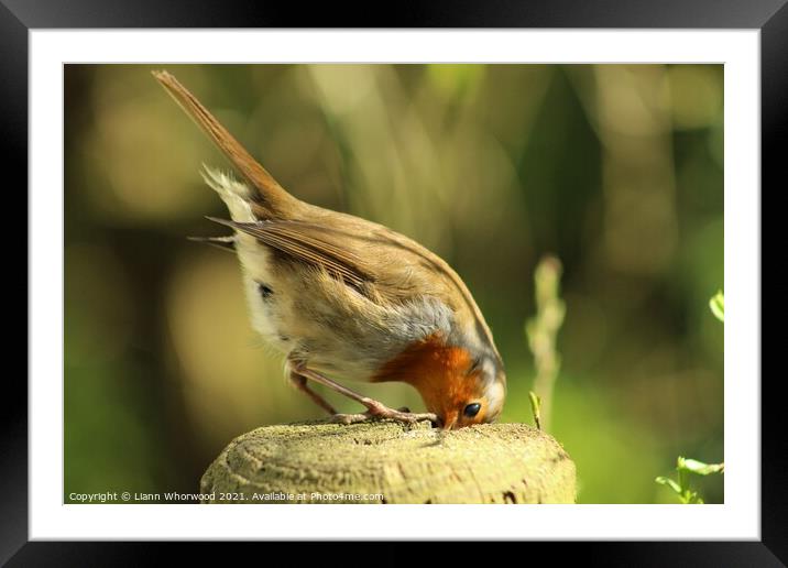 Robin red breast Framed Mounted Print by Liann Whorwood