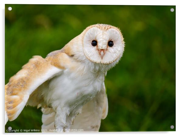Barn Owl Portrait Acrylic by Nigel Wilkins