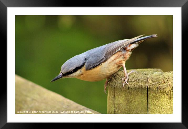 Nuthatch  Framed Mounted Print by Liann Whorwood