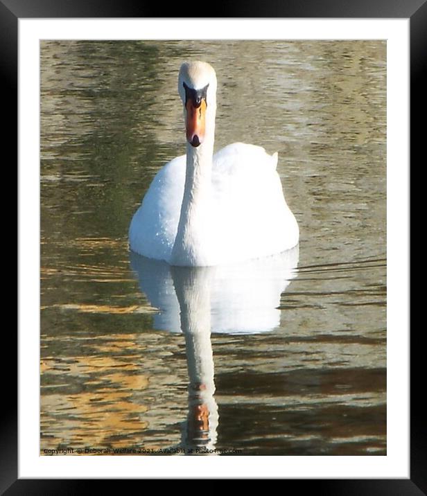 Swan reflection Framed Mounted Print by Deborah Welfare