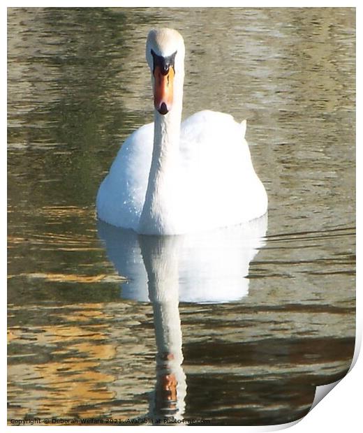 Swan reflection Print by Deborah Welfare