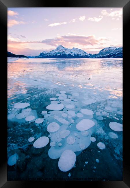 Methane Bubbles frozen in Abraham Lake, Clearwater County, Alber Framed Print by Shawna and Damien Richard