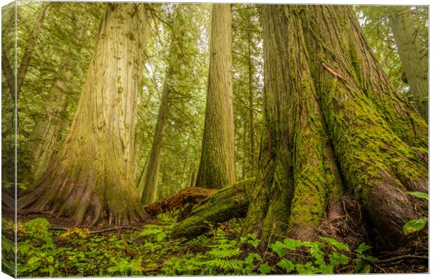 Giant Trees in Old Growth Forest, Nelson, British Columbia  Canvas Print by Shawna and Damien Richard