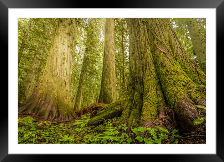 Giant Trees in Old Growth Forest, Nelson, British Columbia  Framed Mounted Print by Shawna and Damien Richard