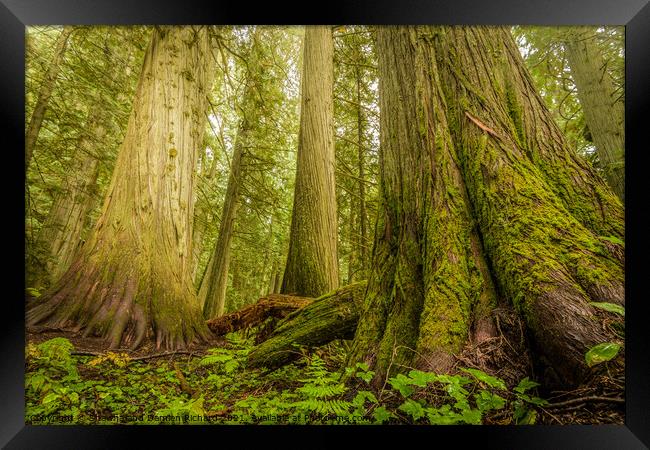 Giant Trees in Old Growth Forest, Nelson, British Columbia  Framed Print by Shawna and Damien Richard