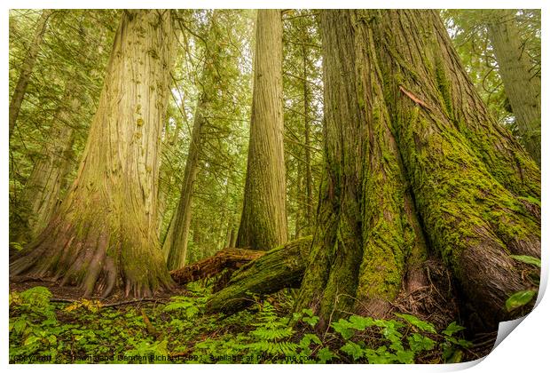 Giant Trees in Old Growth Forest, Nelson, British Columbia  Print by Shawna and Damien Richard