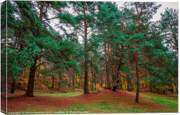 Mixed forest with coniferous and deciduous trees i Canvas Print by Maria Vonotna