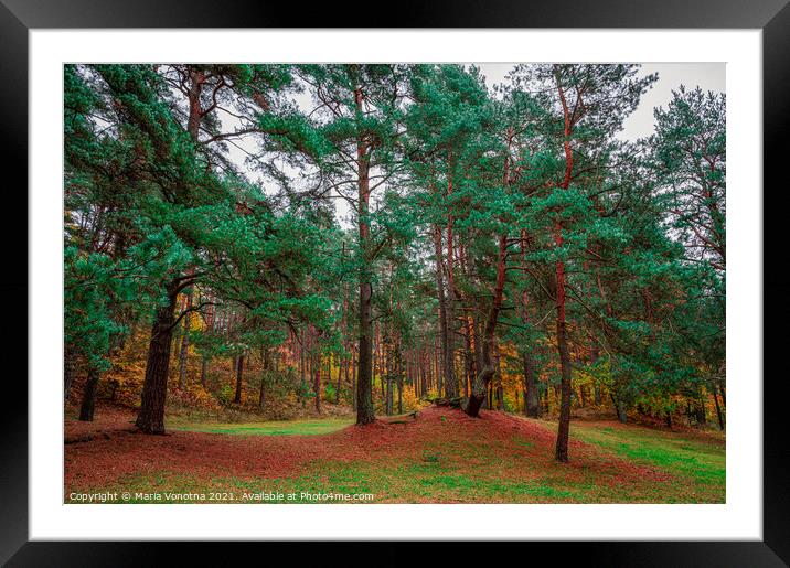 Mixed forest with coniferous and deciduous trees i Framed Mounted Print by Maria Vonotna