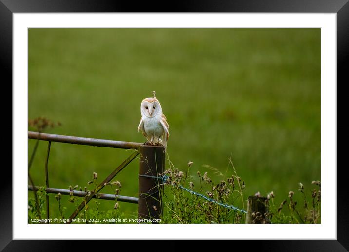 Young Barn Owl Framed Mounted Print by Nigel Wilkins