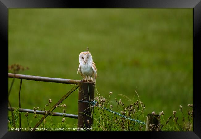 Young Barn Owl Framed Print by Nigel Wilkins