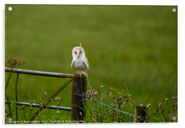 Young Barn Owl Acrylic by Nigel Wilkins