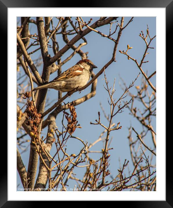 House Sparrow Framed Mounted Print by STEPHEN THOMAS