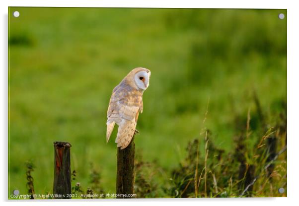 Barn Owl on a Fencepost Acrylic by Nigel Wilkins