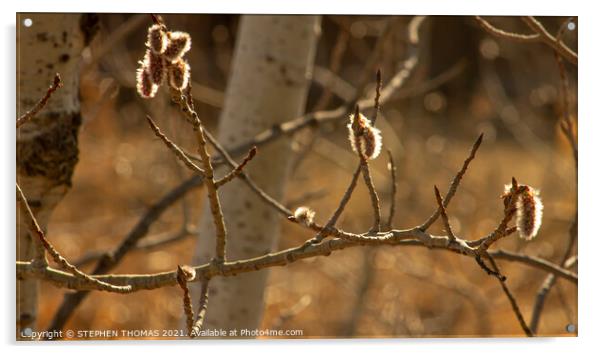 White Poplar In Springtime 1 Acrylic by STEPHEN THOMAS