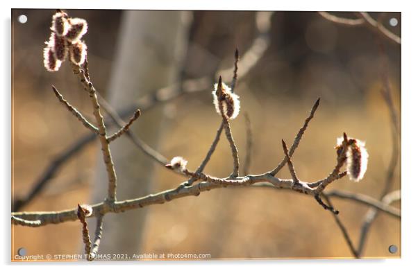 White Poplar In Springtime 2 Acrylic by STEPHEN THOMAS