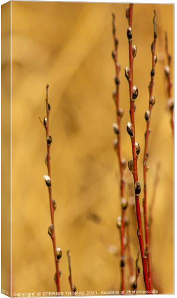 Red Willow in Spring Canvas Print by STEPHEN THOMAS