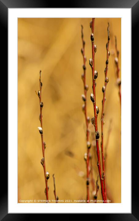 Red Willow in Spring Framed Mounted Print by STEPHEN THOMAS