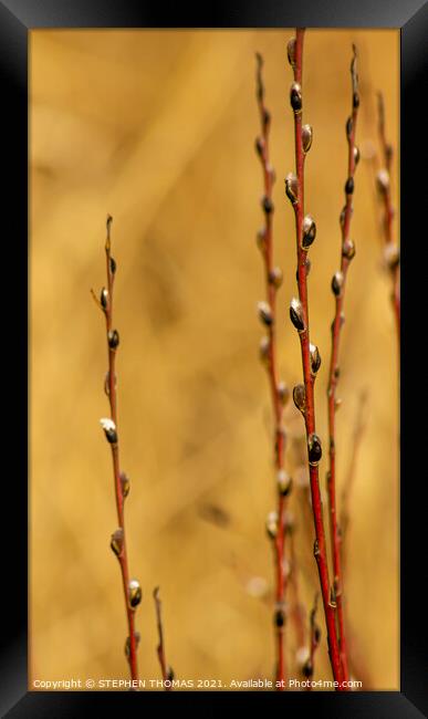 Red Willow in Spring Framed Print by STEPHEN THOMAS