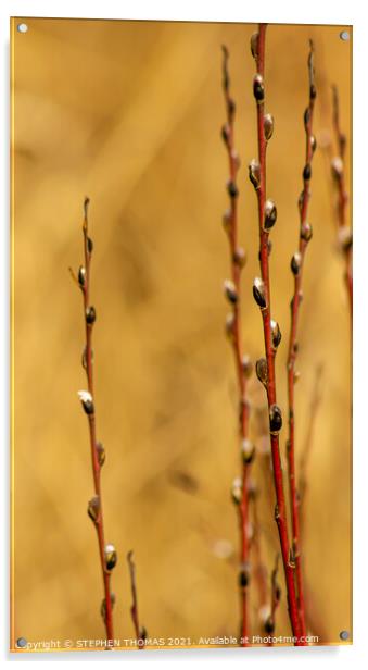 Red Willow in Spring Acrylic by STEPHEN THOMAS