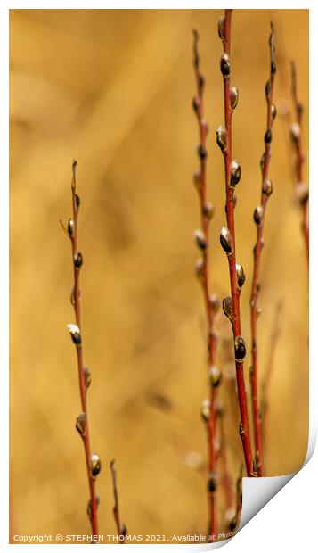 Red Willow in Spring Print by STEPHEN THOMAS