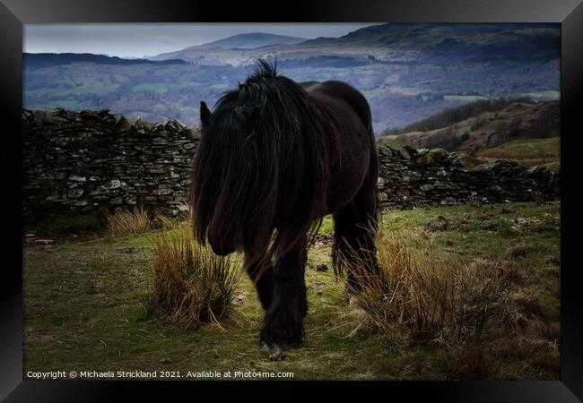 Fell pony on Wansfell, Ambleside Framed Print by Michaela Strickland