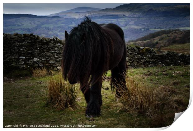 Fell pony on Wansfell, Ambleside Print by Michaela Strickland