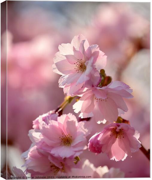 Spring Cherry Blossom Canvas Print by Simon Johnson