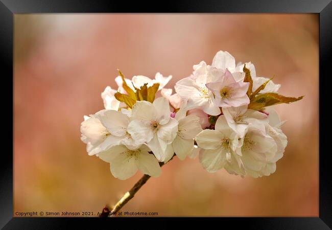 White Cherry Blossom  Framed Print by Simon Johnson